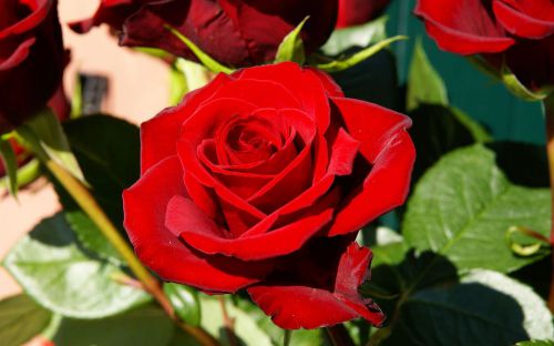 Fresh rare bright red china rose (10 seeds) beautiful roses, winter hardy, wow! for sale