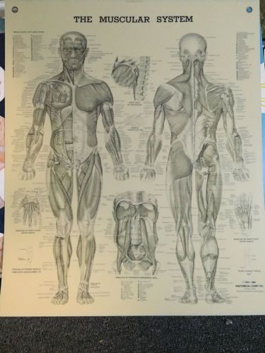 The Muscular System poster