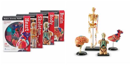 Human Anatomy Models Heart Lungs Brain Skeleton Muscle System Body Lab Bones Set
