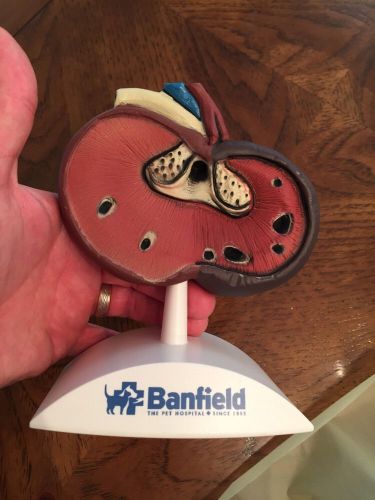 Vet Anatomical Model Dog Heart Veterinary Bag Banfield Model Rare Teaching