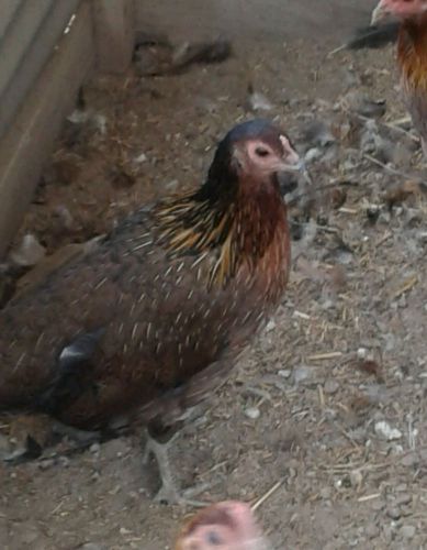 Gamefowl hatching eggs 1 claret/spangled hatch brood pullet