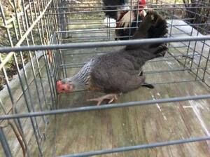 12  golden duckwing old english bantam hatching eggs