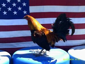 &#034;8&#034; LC Pure Brown Red Poultry Chicken Hatching Eggs&#034;