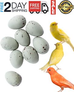 Foiburely - 8 huevos slidos de canario para incubar engaar a los pjaros pa...