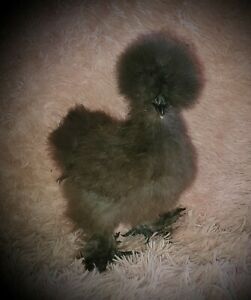 6 SILKIE, FRIZZLE, SIZZLE &amp; SATIN HATCHING EGGS
