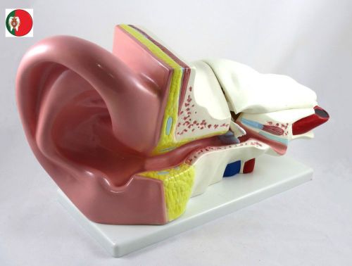 Professional Medical and Educational Anatomic Human Ear Giant Size IT-039 ARTMED