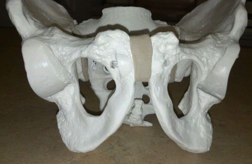 Hip Bone, Pelvic Anatomical Bone  and Bonus Model  *New*