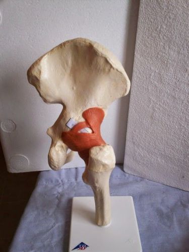 3b scientific a81/1 deluxe functional hip joint model, 12.6&#034; high for sale