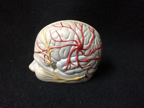 Mini Human Head &amp; Brain Arteries Section Anatomical Teaching Model