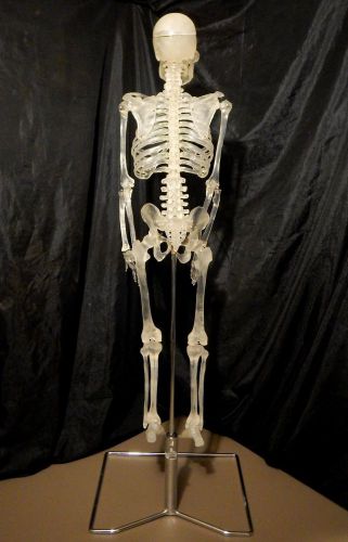 Transparent Human Skeleton Model with Stand Anatomical Model