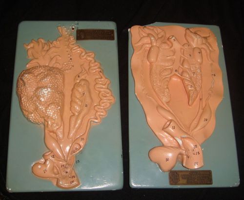 2 Antique Jewell Biology Anatomy Models Anatomical