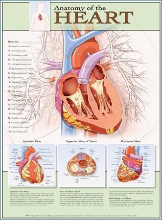 Laminated heart poster/chart for sale