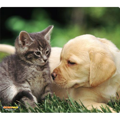 Mouse pad wow!pad lab puppy with tabby for sale