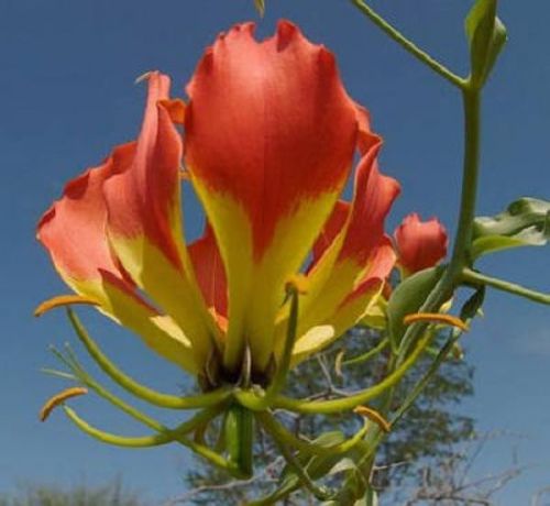 Stunning Flame Lily - Gloriosa superba - Fresh Seeds