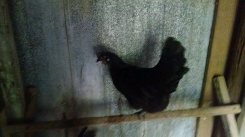 4+1 EXTRA  Ayam Cemani Hatching Eggs Nice Color &amp; Type. Lick creek farms.