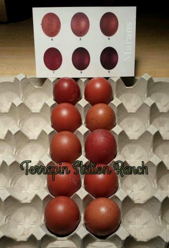 8 Golden Cuckoo Marans Hatching Eggs