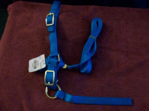 Sheep Halter Royal blue in color