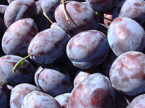 Plums for sale(fruits)