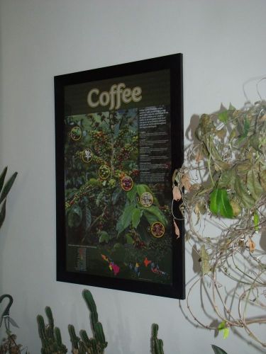 Coffee tree poster education espresso barista art restaurant 24x36 poster only for sale