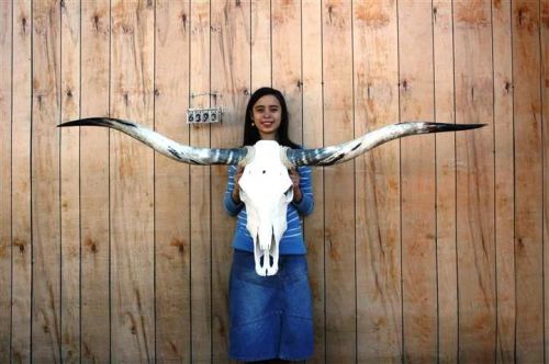 Steer skull long horns 5&#039; 9&#034; cow bull skulls horn h6393 for sale