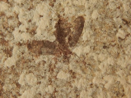 A Nice! 100% NATURAL 50 Million Year Old BEE Insect Fossil from Wyoming! 55.5