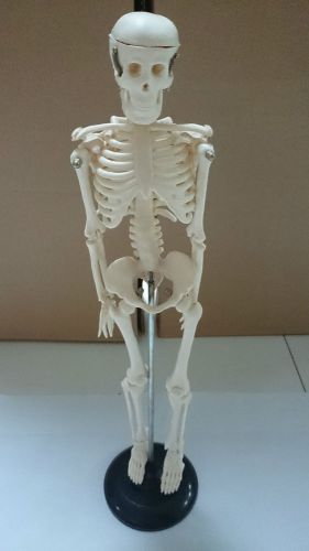 17 Inch 45cm Human Skeleton Model Great Teaching Aid Lifelike Bone Color