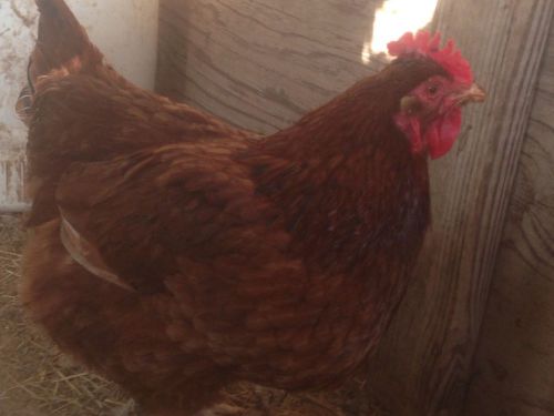 12+ Chicken Hatching Eggs Barnyard Mix