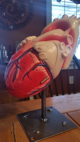 Denoyer geppert - u81 human heart anatomical model for sale