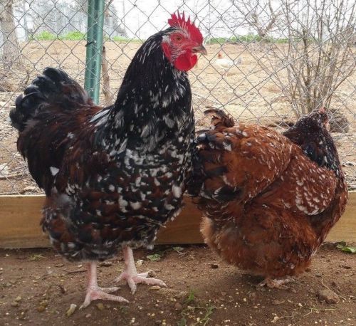 8+ Jubilee English OrpingtonChicken hatching eggs for sale!