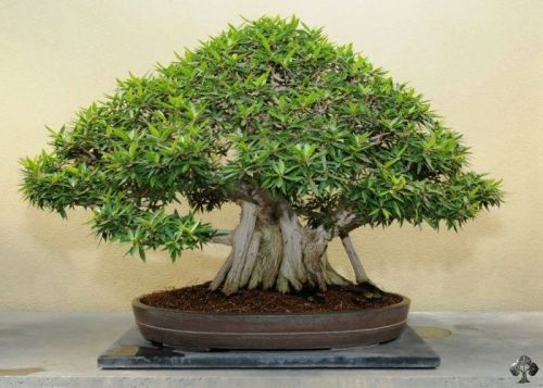 Fresh Ficus &#034;microcarpa&#034; (Green Island Fig)-(10+ Seeds) Bonsai, WOW, L@@K!!!
