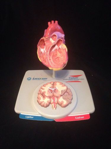 Heart and Brain Pathology Anatomical Model