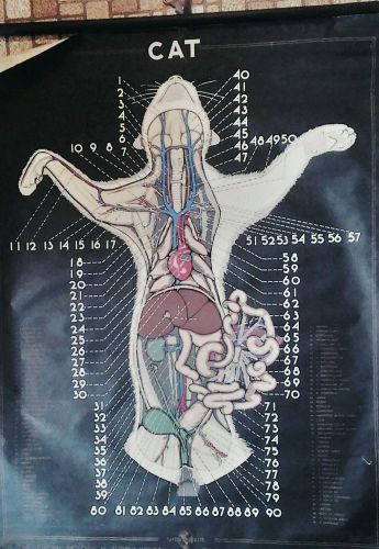Vintage 1938 Turtox School Pull Down Teaching Cat Dissection Chart