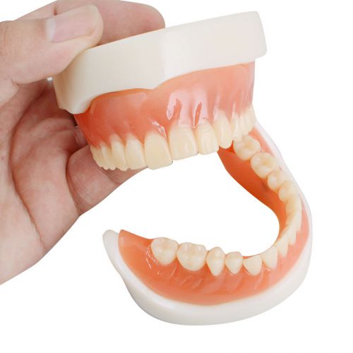 NEW dental Teach Study Adult Standard Demonstration Teeth Model &amp; 28pcs soft gum