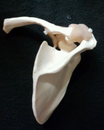 Scapula and Clavicle Anatomical Model with Ligaments