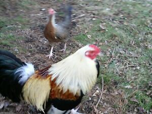 1 dz  assorted colors large fowl old english game hatching eggs