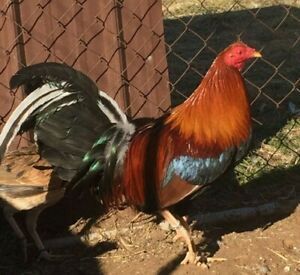 &#034;8+ LC Pure Kelso Poultry Chicken Hatching Eggs&#034;