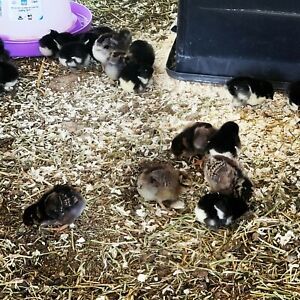 Barnyard Fertile Hatching Eggs.  Babies could be Easter Eggers