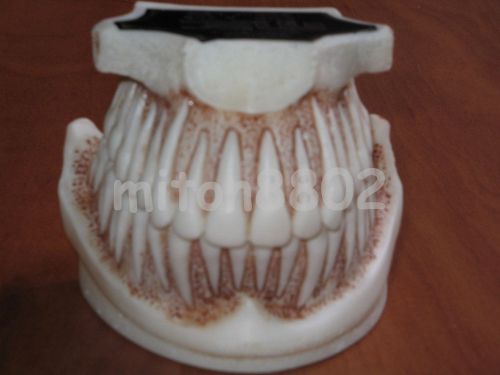 NEW TYPODONT ROOTS AND BONE VISIBLE VEST &amp; LING DENTAL MODEL TEETH  STUDY TEACH