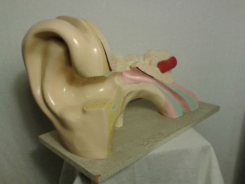 Large 3 pc. vintage denoyer geppert anatomy ear model audiology medical teaching for sale