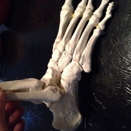 Professional Medical Human Foot Joint Model
