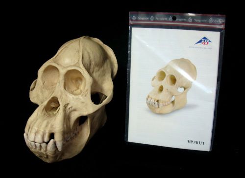 3b scientific - vp761/1 orangutan male animal skull (pongo pygmaeus) model for sale