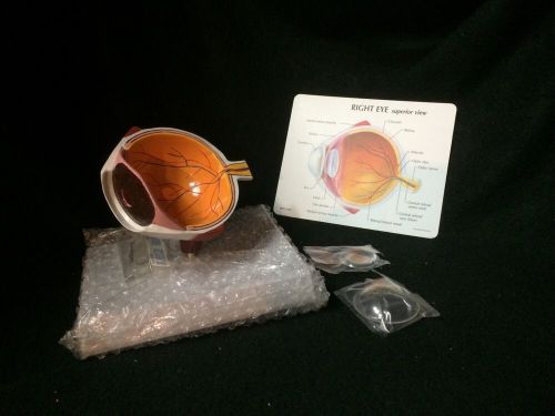 Gpi #2750 right human eye cutaway eyeball section anatomical model for sale