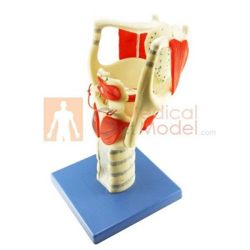Anatomical Medical Model Functional Human Larynx Model 3x 30*15*14cm