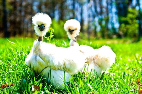 Silkie Porcelain Including Showgirls Hatching Eggs (6)  *****Free Shipping******