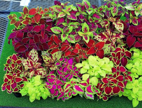 SALE,Fresh Beautiful Coleus Assorted Mix (20+ Seeds) House or Bedding Plant, WOW