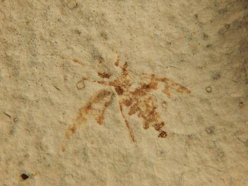 TWO Nice! 100% NATURAL 50 Million Year Old BEE Insect Fossils from Wyoming 94.6