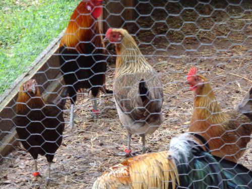 12+ extras Pheonix chicken hatching eggs high Orgondori content birds