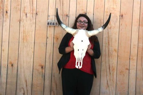 STEER SKULL LONG HORNS 2&#039; 3&#034; COW BULL SKULLS HORN H6663