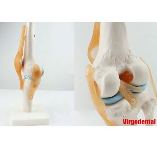 Professional Life Size Human Functional Knee Joint Anatomy Medical Teach Model