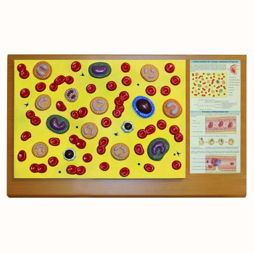 Walter Products B10501 Blood Cell Model